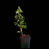 Ficus Benjamina "Natasja"
