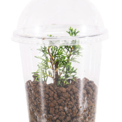 Copa de Propagación
