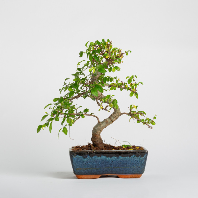 Ulmus parvifolia - Maceta 20 cm