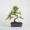 Ulmus parvifolia - Maceta 20 cm