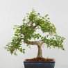Ulmus parvifolia - Maceta 20 cm