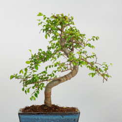 Ulmus parvifolia - Maceta 20 cm