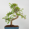 Ulmus parvifolia - Maceta 20 cm