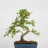 Ulmus parvifolia - Maceta 20 cm