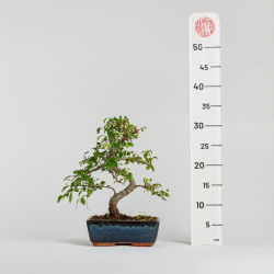 Ulmus parvifolia - Maceta 20 cm