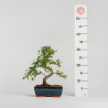 Ulmus parvifolia - Maceta 20 cm