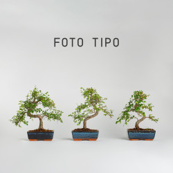 Ulmus parvifolia - Maceta 20 cm