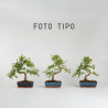 Ulmus parvifolia - Maceta 20 cm