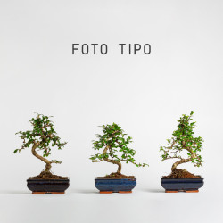 Carmona - Maceta 20 cm
