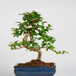 Carmona - Maceta 20 cm