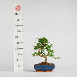 Carmona - Maceta 20 cm