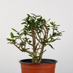 OLEA EUROPEA SYLVESTRIS