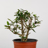 OLEA EUROPEA SYLVESTRIS