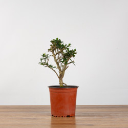OLEA EUROPEA SYLVESTRIS