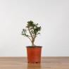 OLEA EUROPEA SYLVESTRIS