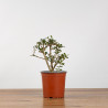 OLEA EUROPEA SYLVESTRIS