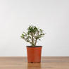 OLEA EUROPEA SYLVESTRIS