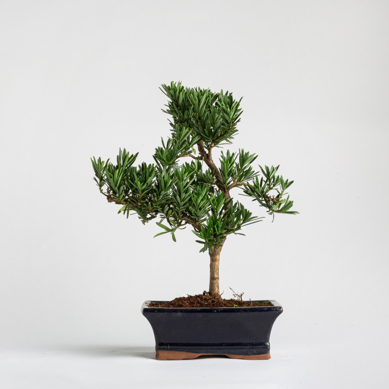 Podacarpus - Maceta 20 cm