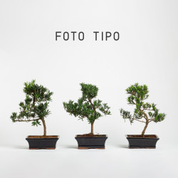Podacarpus - Maceta 20 cm