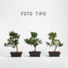 Podacarpus - Maceta 20 cm
