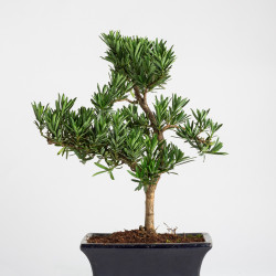 Podacarpus - Maceta 20 cm