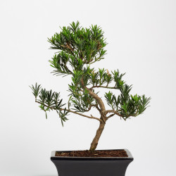 Podacarpus - Maceta 20 cm