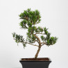 Podacarpus - Maceta 20 cm
