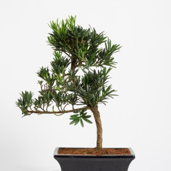 Podacarpus - Maceta 20 cm