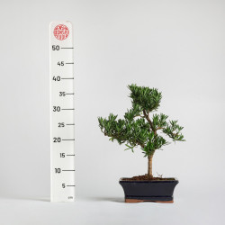 Podacarpus - Maceta 20 cm