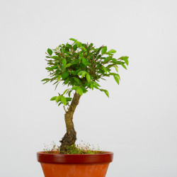 Zelkova Nire