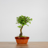Zelkova Nire
