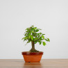 Zelkova Nire