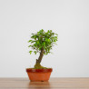 Zelkova Nire