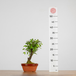 Zelkova Nire
