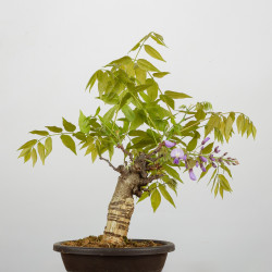 Wisteria sinensis