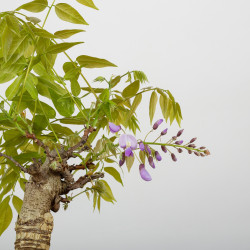 Wisteria sinensis