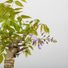 Wisteria sinensis