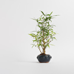 Bamboo