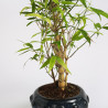 Bamboo