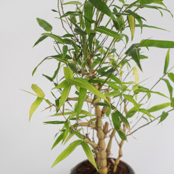 Bamboo