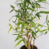 Bamboo