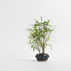 Bamboo