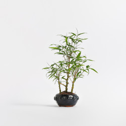Bamboo