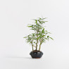 Bamboo