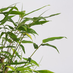 Bamboo