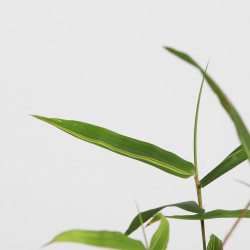 Bamboo