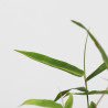 Bamboo