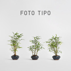 Bamboo