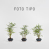 Bamboo