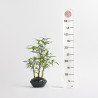 Bamboo